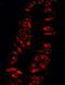 Karyopherin Subunit Alpha 3 antibody, IHC-00320, Bethyl Labs, Immunohistochemistry frozen image 