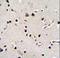 Leucine Rich Repeat Containing 46 antibody, LS-C165885, Lifespan Biosciences, Immunohistochemistry paraffin image 