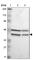 G patch domain and ankyrin repeats-containing protein 1 antibody, HPA006301, Atlas Antibodies, Western Blot image 