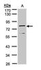 Dipeptidyl Peptidase 3 antibody, TA308626, Origene, Western Blot image 