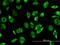 Plasminogen activator inhibitor 1 RNA-binding protein antibody, H00026135-M01, Novus Biologicals, Immunocytochemistry image 