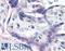 Tachykinin 3 antibody, LS-C141526, Lifespan Biosciences, Immunohistochemistry frozen image 