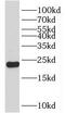 NFKB Inhibitor Interacting Ras Like 2 antibody, FNab05746, FineTest, Western Blot image 
