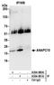 Anaphase-promoting complex subunit 10 antibody, A304-981A, Bethyl Labs, Immunoprecipitation image 
