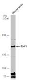TATA element modulatory factor antibody, NBP2-20572, Novus Biologicals, Western Blot image 