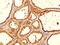 Thyroglobulin antibody, MBS438052, MyBioSource, Immunohistochemistry frozen image 