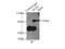 Negative Regulator Of Ubiquitin Like Proteins 1 antibody, 14343-1-AP, Proteintech Group, Immunoprecipitation image 