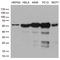 Serine/threonine-protein phosphatase 2B catalytic subunit alpha isoform antibody, TA810584, Origene, Western Blot image 