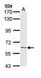 Ubiquilin 1 antibody, orb74008, Biorbyt, Western Blot image 