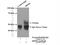 Signal Recognition Particle 54 antibody, 17976-1-AP, Proteintech Group, Immunoprecipitation image 