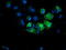 Adenylate kinase isoenzyme 4, mitochondrial antibody, TA503010, Origene, Immunofluorescence image 