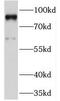 PRICKLE1 antibody, FNab06774, FineTest, Western Blot image 