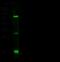 Delta1 antibody, 11635-RP01, Sino Biological, Western Blot image 
