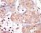 Male Germ Cell Associated Kinase antibody, PA5-14475, Invitrogen Antibodies, Immunohistochemistry frozen image 