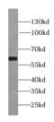 Polo Like Kinase 1 antibody, FNab06547, FineTest, Western Blot image 