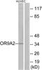 Olfactory Receptor Family 9 Subfamily A Member 2 antibody, PA5-39684, Invitrogen Antibodies, Western Blot image 