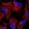 Obscurin Like 1 antibody, HPA036405, Atlas Antibodies, Immunocytochemistry image 