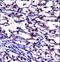 TNF Receptor Superfamily Member 11b antibody, LS-C162060, Lifespan Biosciences, Immunohistochemistry frozen image 