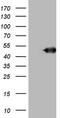 BCL2 Interacting Protein 2 antibody, CF806500, Origene, Western Blot image 