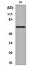 Potassium voltage-gated channel subfamily A member 5 antibody, orb161574, Biorbyt, Western Blot image 
