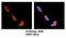 Ubiquitin Conjugating Enzyme E2 M antibody, NBP1-55035, Novus Biologicals, Immunofluorescence image 