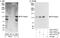 DNA Polymerase Kappa antibody, A301-977A, Bethyl Labs, Western Blot image 