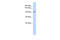 PAM antibody, ARP43512_P050, Aviva Systems Biology, Western Blot image 