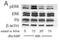 Myelin Protein Zero antibody, 10572-1-AP, Proteintech Group, Western Blot image 