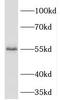 Phosphorylated adapter RNA export protein antibody, FNab06372, FineTest, Western Blot image 
