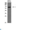 MIA SH3 Domain ER Export Factor 2 antibody, LS-C813542, Lifespan Biosciences, Western Blot image 