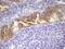 Lipin 3 antibody, MA5-26707, Invitrogen Antibodies, Immunohistochemistry paraffin image 