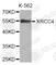 X-Ray Repair Cross Complementing 4 antibody, A7539, ABclonal Technology, Western Blot image 