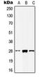 MOB Kinase Activator 2 antibody, orb215589, Biorbyt, Western Blot image 