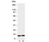 HSF antibody, R30853, NSJ Bioreagents, Western Blot image 