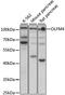 Olfactomedin 4 antibody, 16-026, ProSci, Western Blot image 