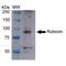 Run domain Beclin-1 interacting and cystein-rich containing protein antibody, PA5-77807, Invitrogen Antibodies, Western Blot image 