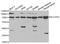 SLC22A5 antibody, PA5-37389, Invitrogen Antibodies, Western Blot image 