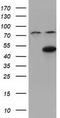 COBW Domain Containing 1 antibody, LS-C115557, Lifespan Biosciences, Western Blot image 
