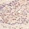 Lethal(3)malignant brain tumor-like protein 3 antibody, NBP1-47316, Novus Biologicals, Immunohistochemistry frozen image 