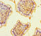 RasGEF Domain Family Member 1B antibody, orb28832, Biorbyt, Immunohistochemistry paraffin image 