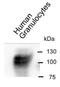 Carcinoembryonic Antigen Related Cell Adhesion Molecule 8 antibody, NBP2-54627, Novus Biologicals, Immunoprecipitation image 