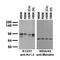Potassium voltage-gated channel subfamily A member 4 antibody, 73-010, Antibodies Incorporated, Western Blot image 