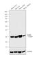 Succinate Dehydrogenase Complex Iron Sulfur Subunit B antibody, PA5-29843, Invitrogen Antibodies, Western Blot image 