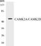 Calcium/Calmodulin Dependent Protein Kinase II Alpha antibody, EKC1078, Boster Biological Technology, Western Blot image 