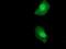 FK506-binding protein-like antibody, GTX84490, GeneTex, Immunofluorescence image 