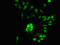 Ribonuclease H2 subunit C antibody, orb400328, Biorbyt, Immunofluorescence image 