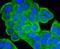 MSA antibody, A00335, Boster Biological Technology, Immunocytochemistry image 