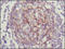 NT-3 growth factor receptor antibody, M02502, Boster Biological Technology, Immunohistochemistry frozen image 
