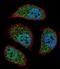 BCL2/adenovirus E1B 19 kDa protein-interacting protein 3-like antibody, LS-C164883, Lifespan Biosciences, Immunofluorescence image 