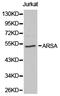Arylsulfatase A antibody, LS-C192699, Lifespan Biosciences, Western Blot image 